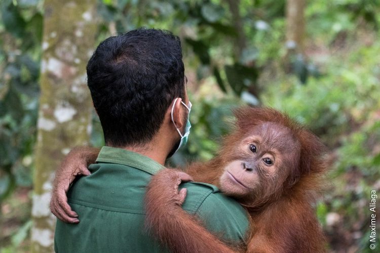 Detail Cara Menggambar Orang Utan Nomer 25