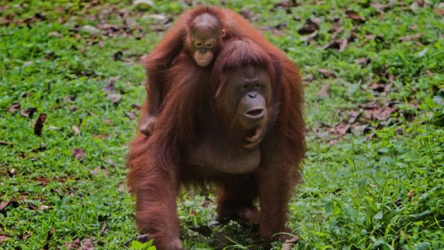 Detail Cara Menggambar Orang Utan Nomer 31