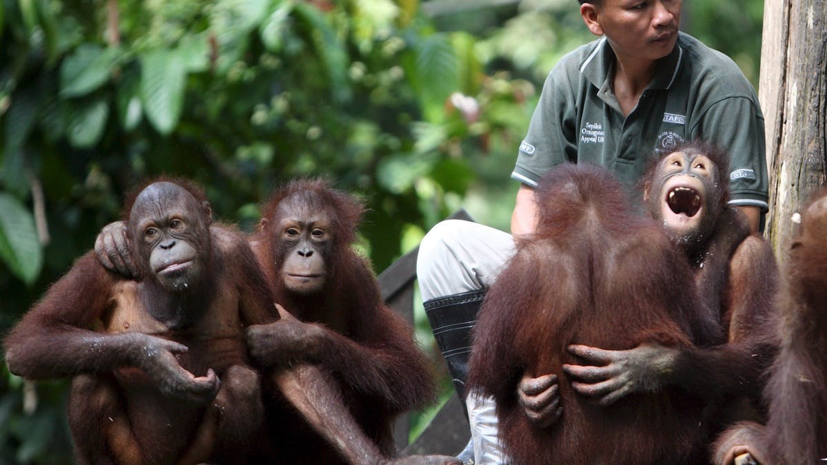 Detail Cara Menggambar Orang Utan Nomer 32