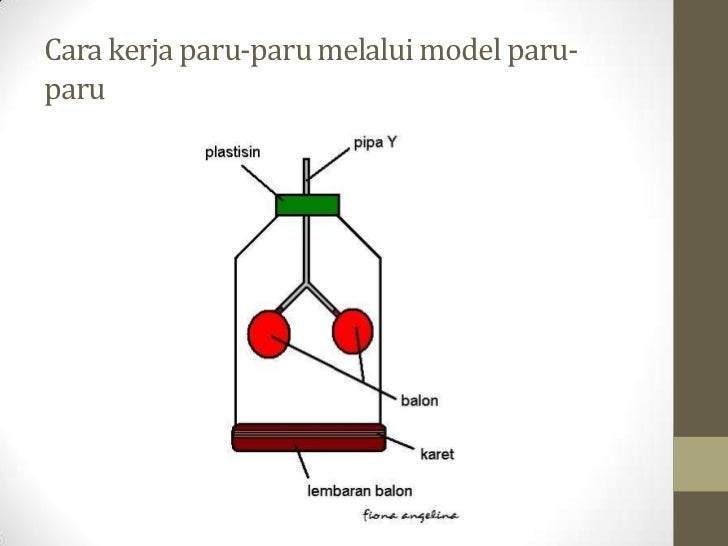 Detail Cara Menggambar Paru Paru Manusia Nomer 37