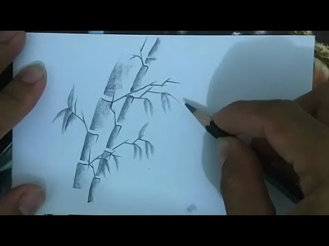 Detail Cara Menggambar Pohon Bambu Nomer 4