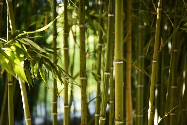 Detail Cara Menggambar Pohon Bambu Nomer 39