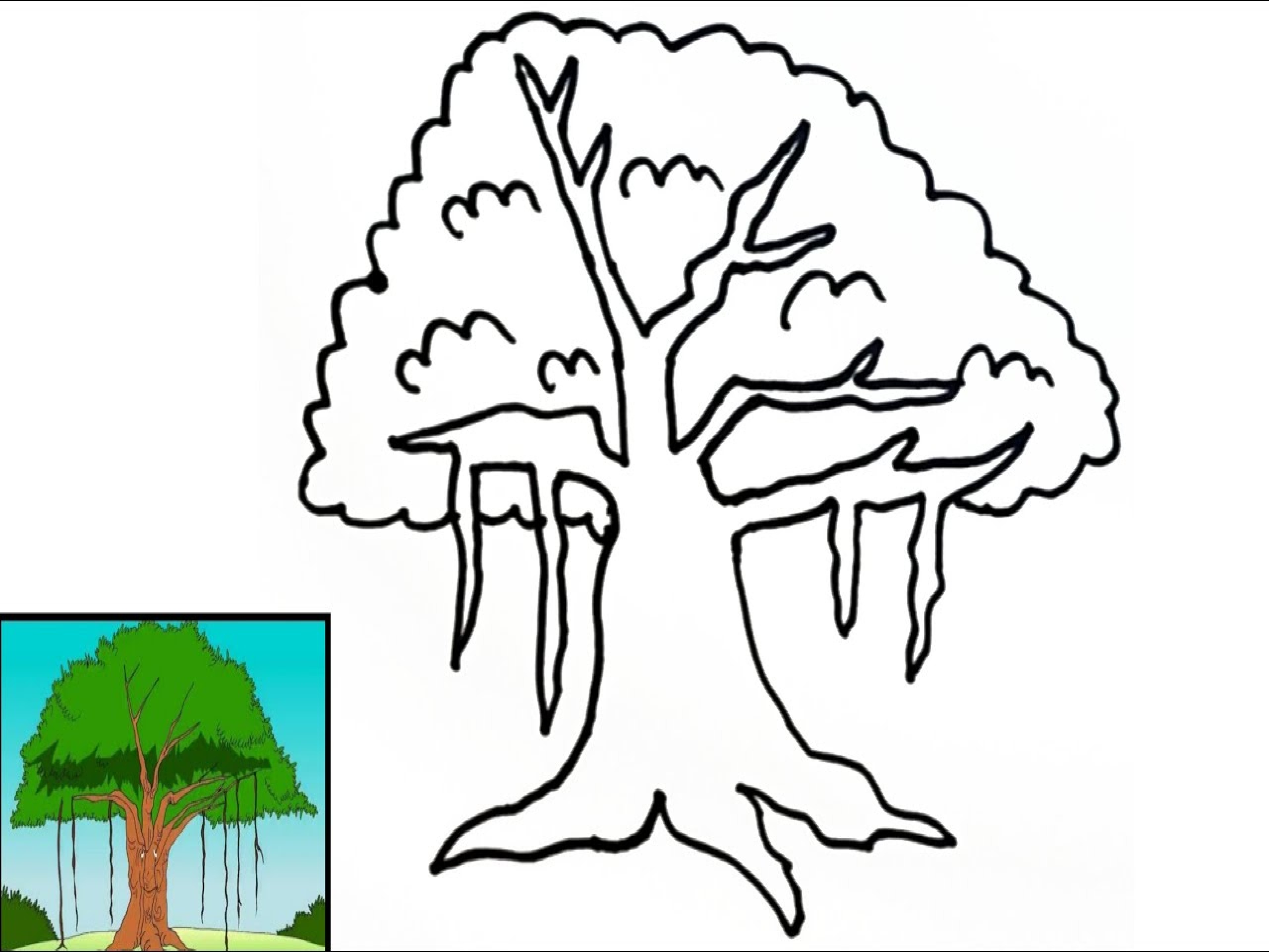 Detail Cara Menggambar Pohon Beringin Nomer 55
