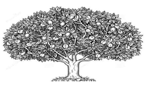 Detail Cara Menggambar Pohon Jeruk Nomer 26