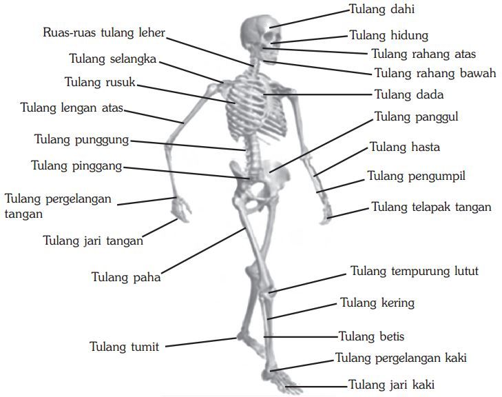 Detail Cara Menggambar Rangka Manusia Nomer 18