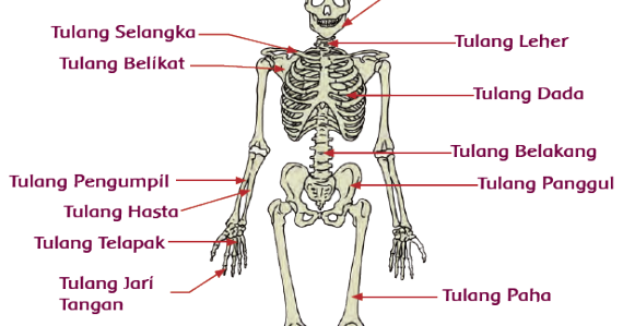 Detail Cara Menggambar Rangka Manusia Nomer 19