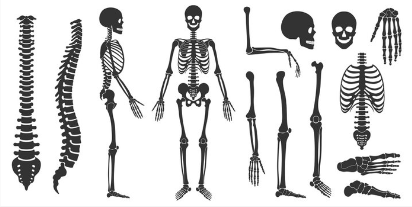 Detail Cara Menggambar Rangka Manusia Nomer 22
