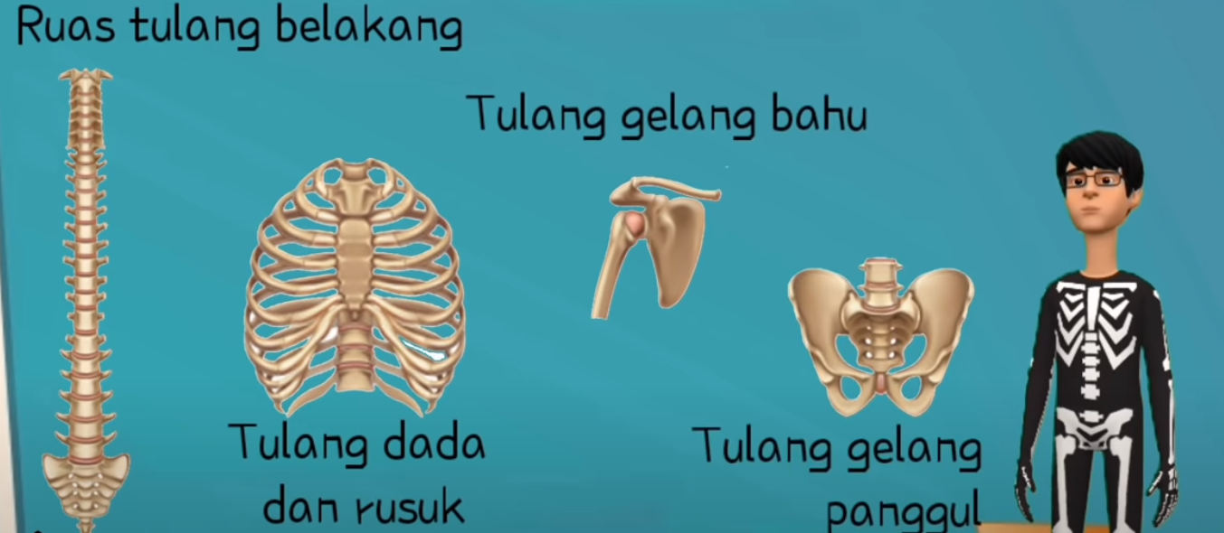 Detail Cara Menggambar Rangka Manusia Nomer 36