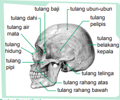 Detail Cara Menggambar Rangka Manusia Nomer 37