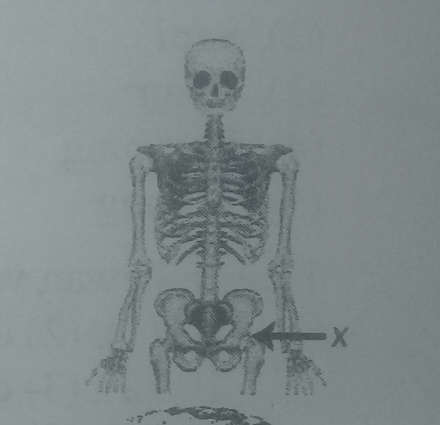 Detail Cara Menggambar Rangka Manusia Nomer 45