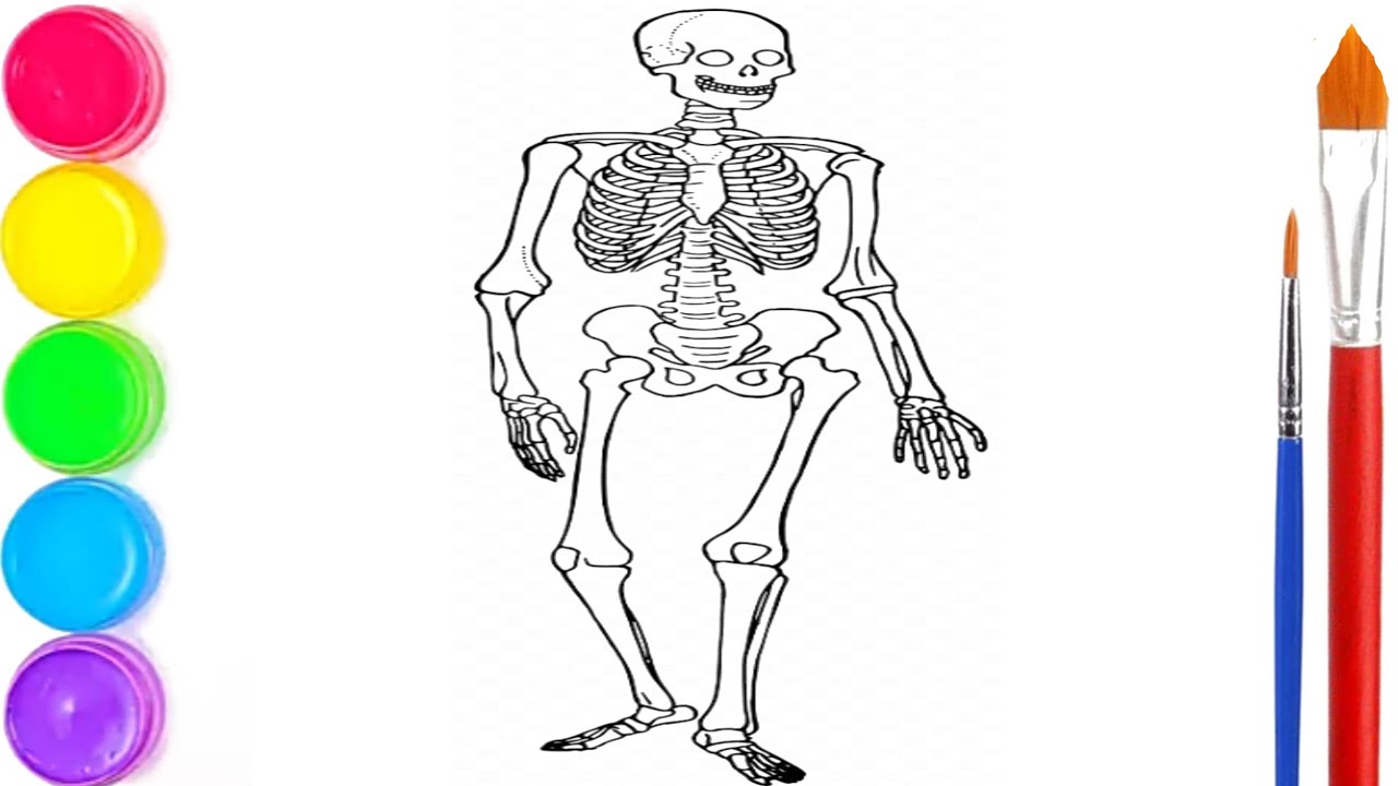 Detail Cara Menggambar Rangka Manusia Nomer 8
