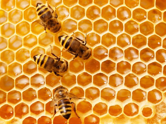 Detail Cara Menggambar Sarang Lebah Nomer 17