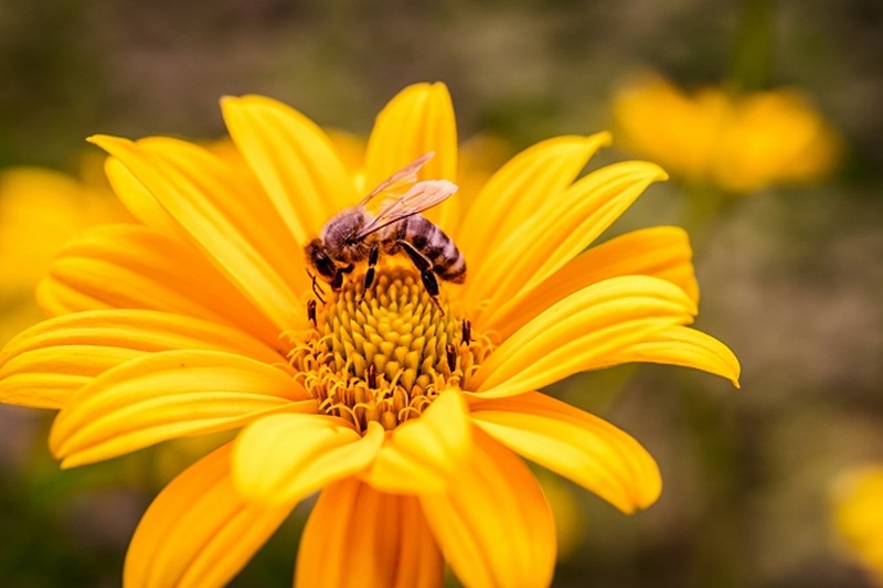 Detail Cara Menggambar Sarang Lebah Nomer 18