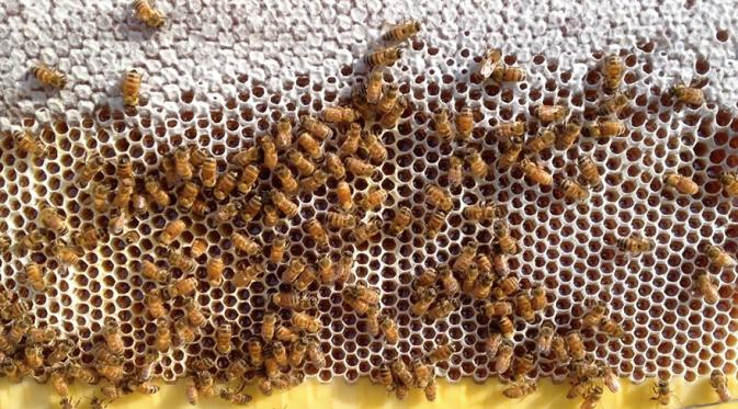 Detail Cara Menggambar Sarang Lebah Nomer 22