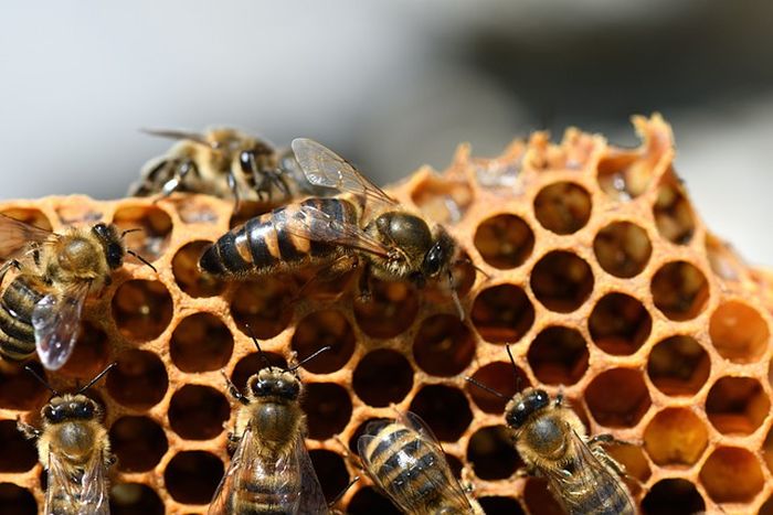 Detail Cara Menggambar Sarang Lebah Nomer 25