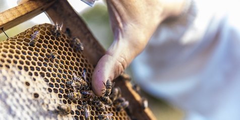 Detail Cara Menggambar Sarang Lebah Nomer 42