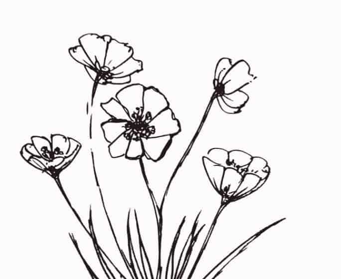 Detail Cara Menggambar Sketsa Bunga Nomer 46