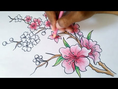 Detail Cara Menggambar Sketsa Bunga Sakura Nomer 3