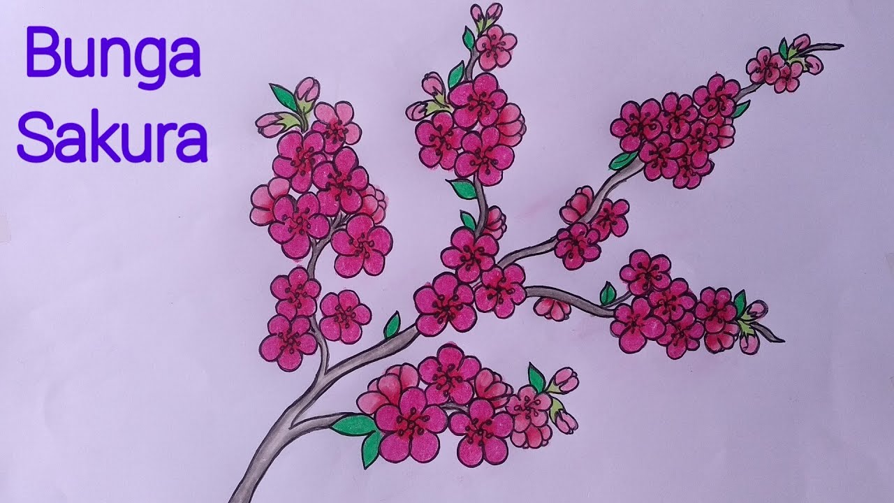 Detail Cara Menggambar Sketsa Bunga Sakura Nomer 4