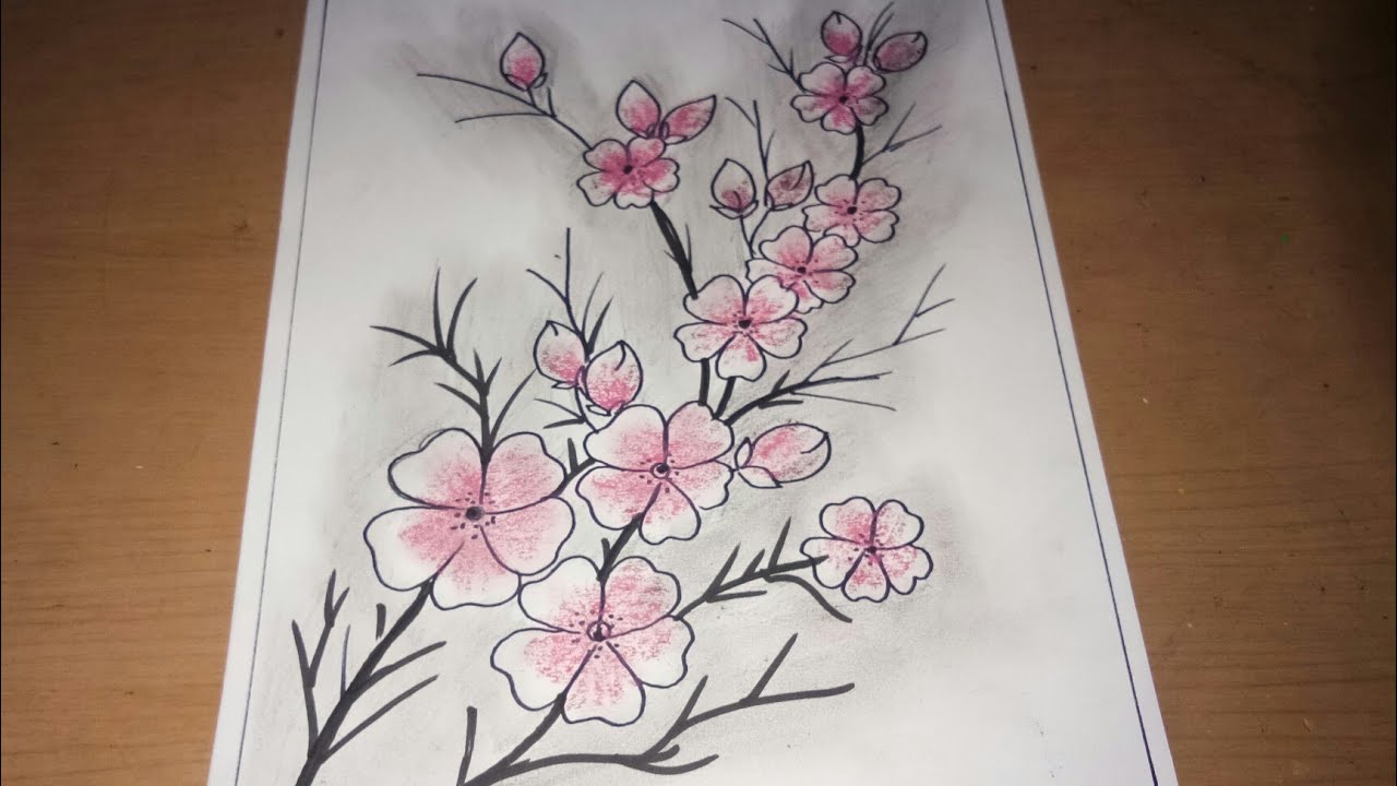 Detail Cara Menggambar Sketsa Bunga Sakura Nomer 32