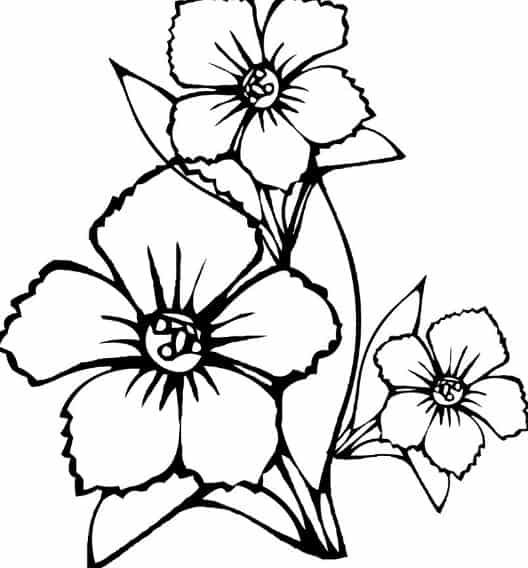 Detail Cara Menggambar Sketsa Bunga Sakura Nomer 43