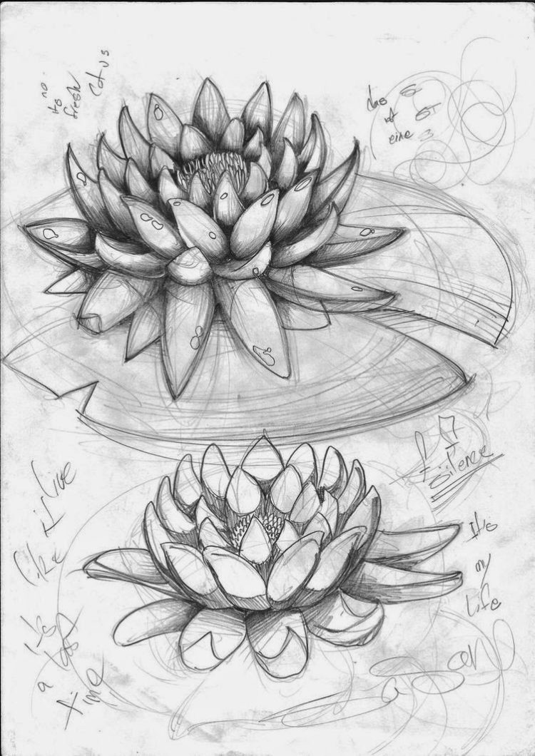 Detail Cara Menggambar Sketsa Bunga Teratai Nomer 21