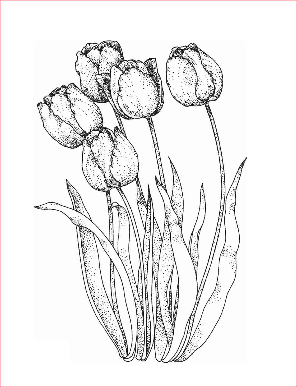 Download Cara Menggambar Sketsa Bunga Tulip Nomer 16