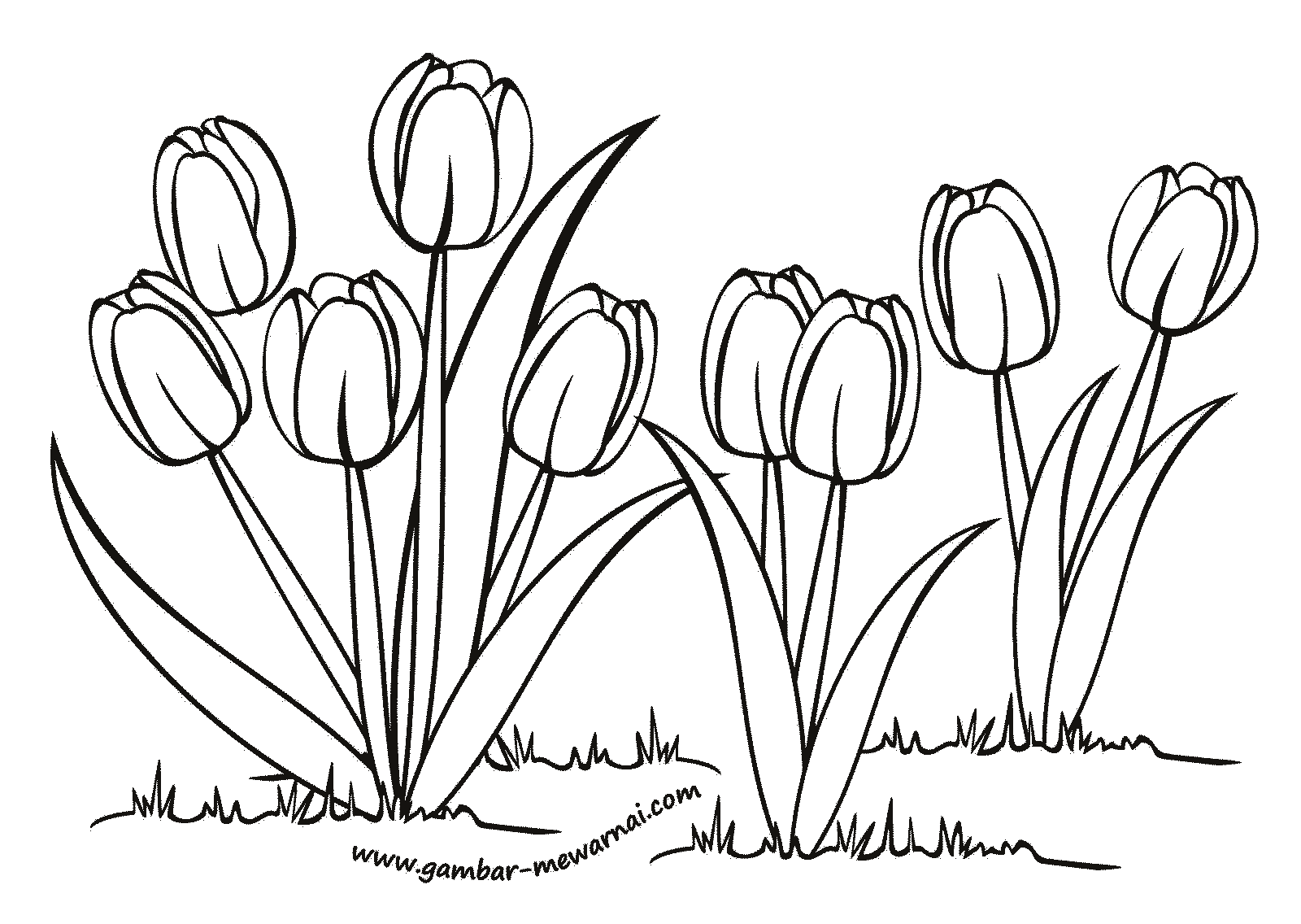 Detail Cara Menggambar Sketsa Bunga Tulip Nomer 36