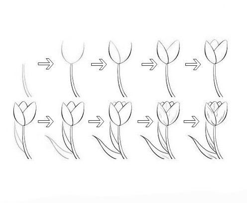 Detail Cara Menggambar Sketsa Bunga Tulip Nomer 10