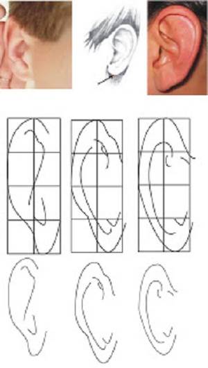 Detail Cara Menggambar Telinga Nomer 13