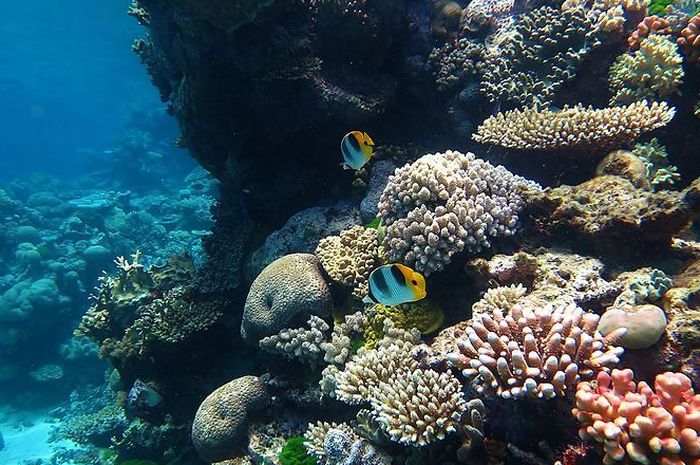 Detail Cara Menggambar Terumbu Karang Nomer 23