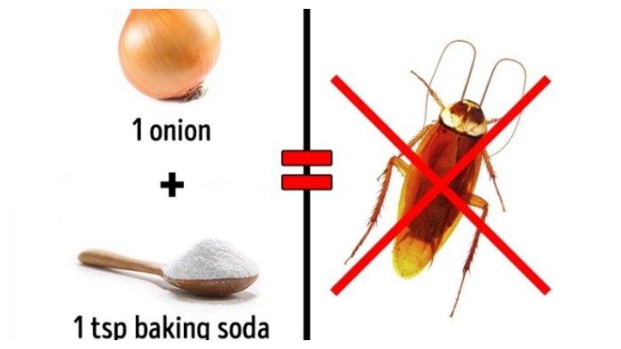 Detail Cara Menghilangkan Kecoa Di Rumah Nomer 5