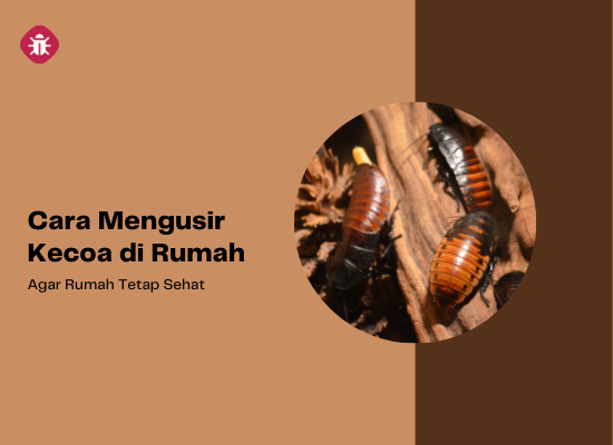 Detail Cara Menghilangkan Kecoa Di Rumah Nomer 52