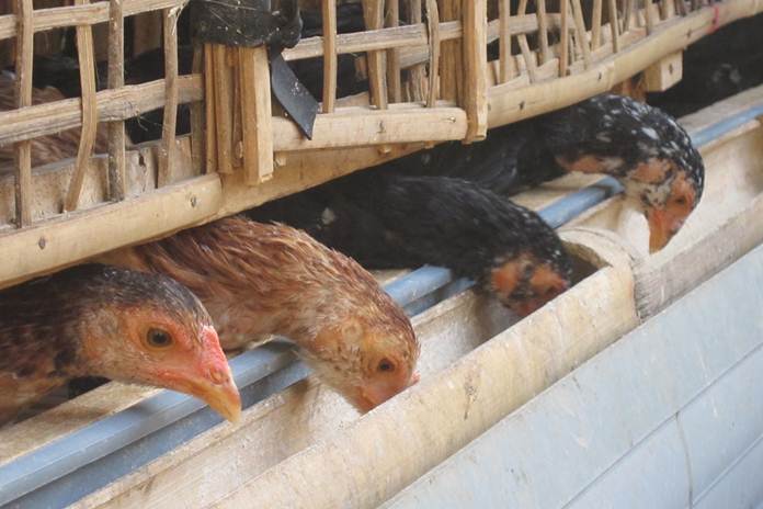 Detail Cara Menghilangkan Kutu Ayam Di Rumah Nomer 35