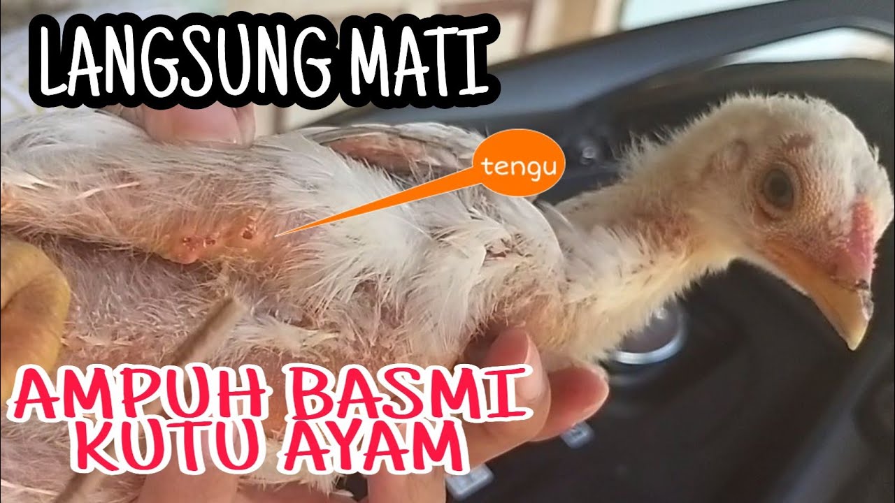 Detail Cara Menghilangkan Kutu Ayam Di Rumah Nomer 41