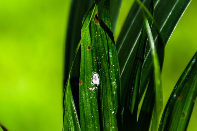 Detail Cara Menghilangkan Kutu Ayam Di Rumah Nomer 43