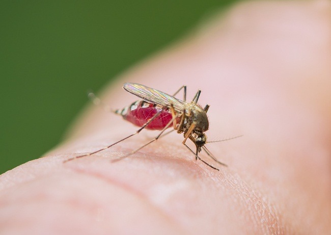 Detail Cara Menghilangkan Nyamuk Di Rumah Nomer 39