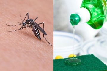 Detail Cara Menghilangkan Nyamuk Di Rumah Nomer 5