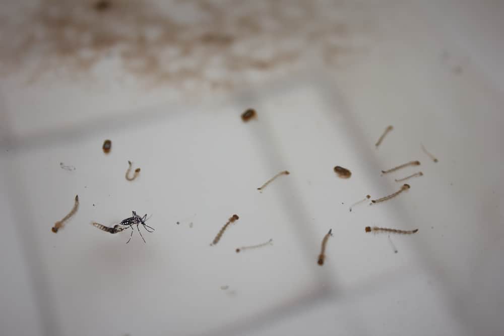 Detail Cara Menghilangkan Nyamuk Di Rumah Nomer 46