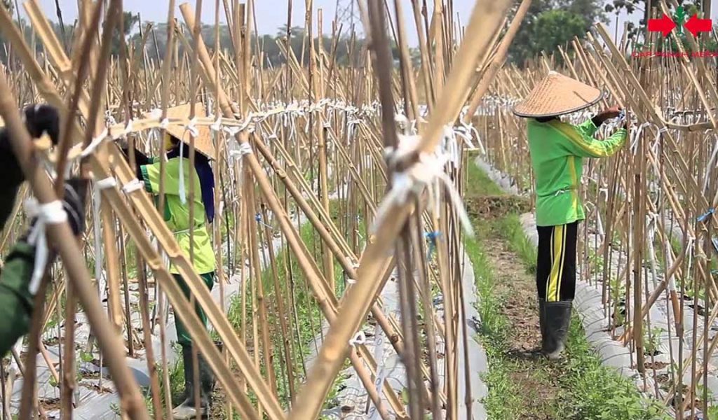 Detail Cara Menghilangkan Pepasangan Di Pekarangan Rumah Nomer 27