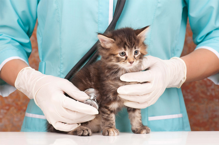 Detail Cara Menghilangkan Virus Kucing Di Rumah Nomer 2