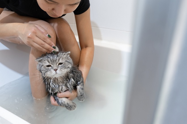 Detail Cara Menghilangkan Virus Kucing Di Rumah Nomer 22