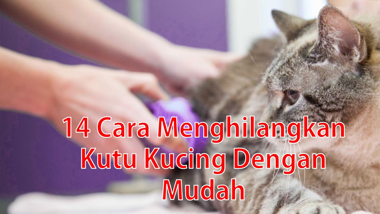 Detail Cara Menghilangkan Virus Kucing Di Rumah Nomer 29