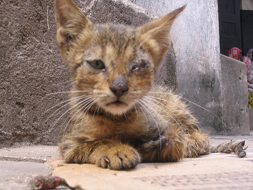 Detail Cara Menghilangkan Virus Kucing Di Rumah Nomer 5