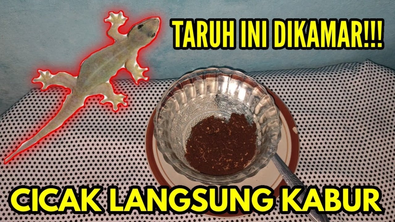 Detail Cara Mengusir Cicak Dari Rumah Nomer 32