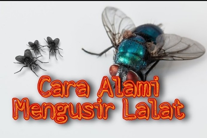 Detail Cara Mengusir Lalat Di Rumah Makan Nomer 40