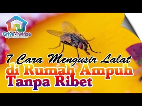 Detail Cara Mengusir Lalat Di Rumah Makan Nomer 9