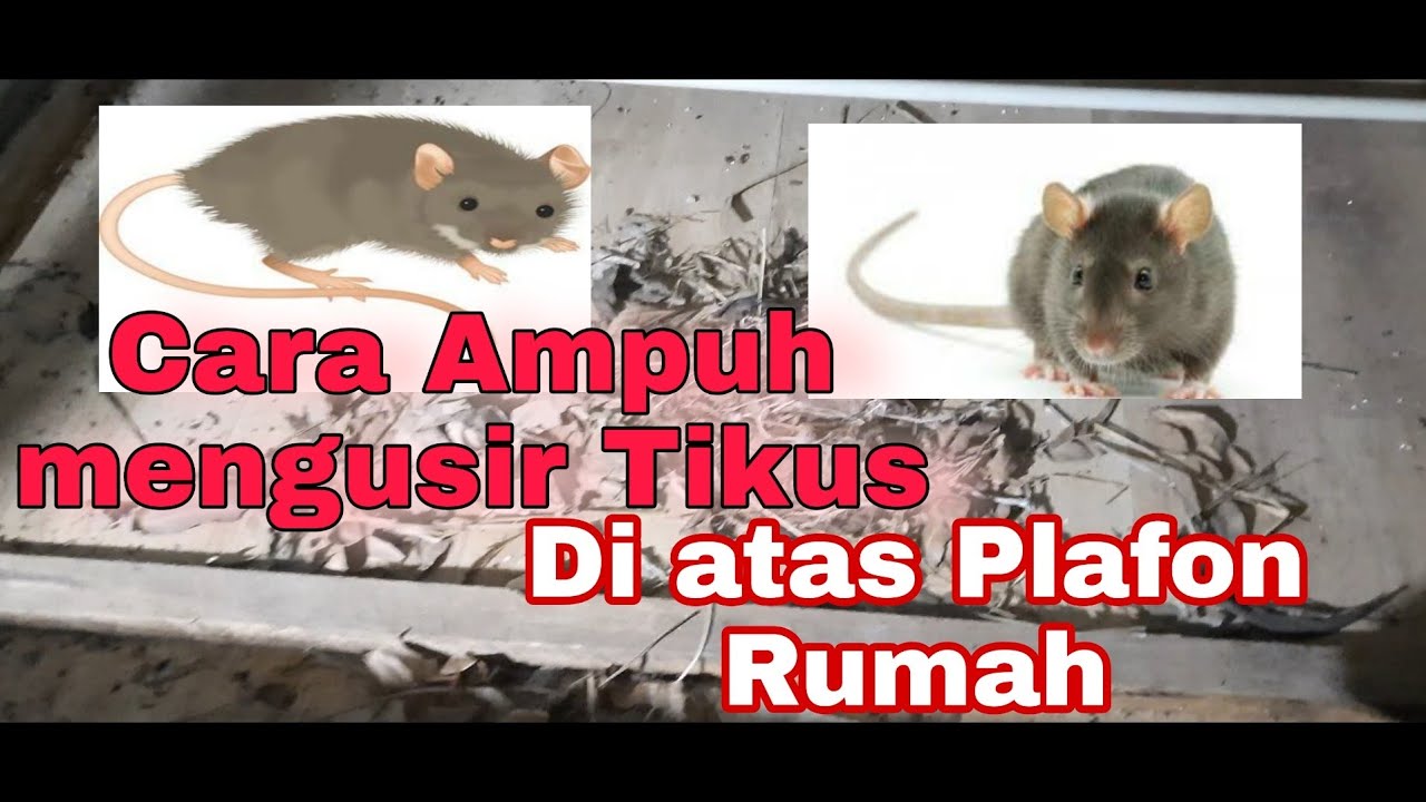 Detail Cara Mengusir Tikus Dari Plafon Rumah Nomer 10