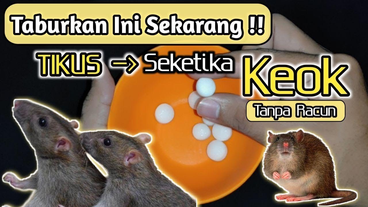 Detail Cara Mengusir Tikus Dari Plafon Rumah Nomer 44