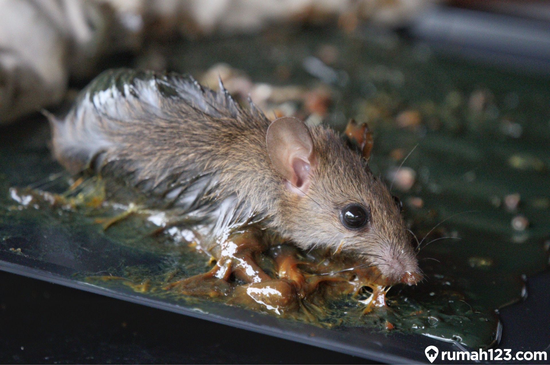 Detail Cara Mengusir Tikus Di Loteng Rumah Nomer 19